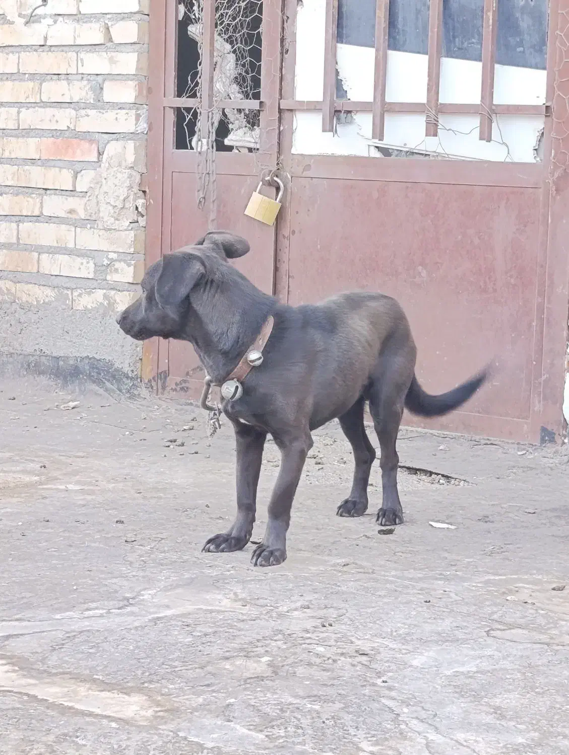 سگ نگهبان|سگ|رضویه, |دیوار