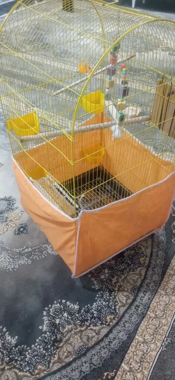 قفس|پرنده|آق قلا, |دیوار