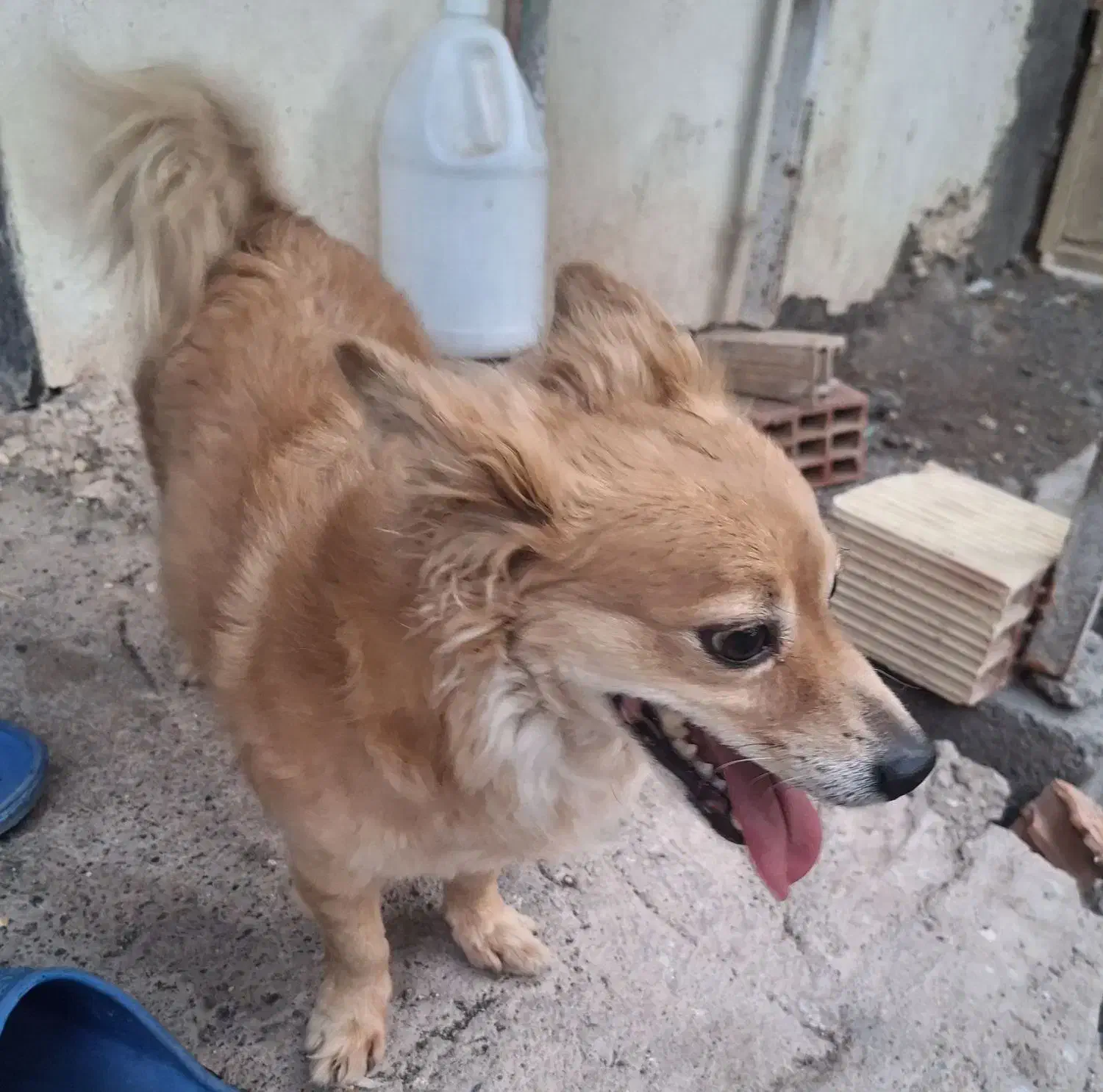 سگ بسیار زیبا و باهوش|سگ|بم, |دیوار