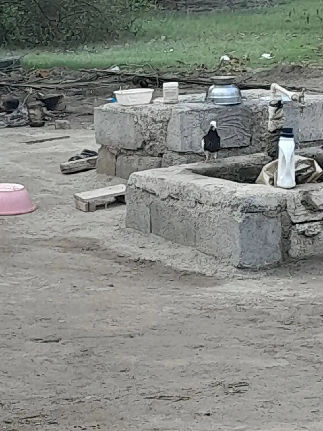 کفتر|پرنده|میناب, |دیوار