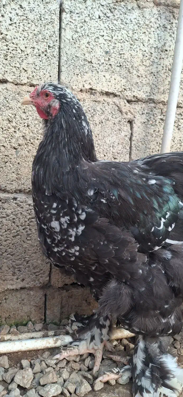 خروس برهما|حیوانات مزرعه|گوراب زرمیخ, |دیوار