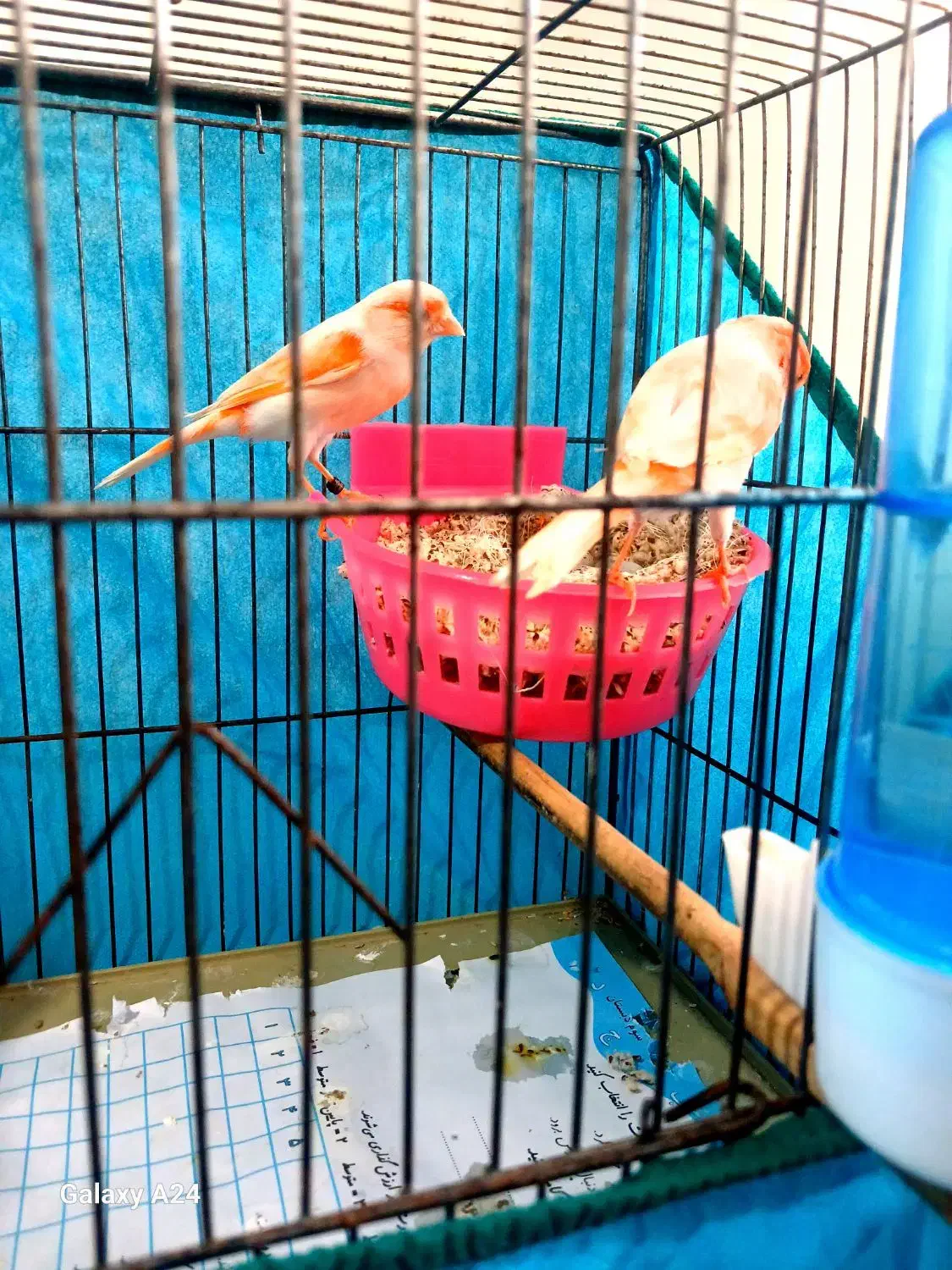 جفت قناری موزاییکی اورجینال باتخم|پرنده|تهران, جوادیه تهرانپارس|دیوار