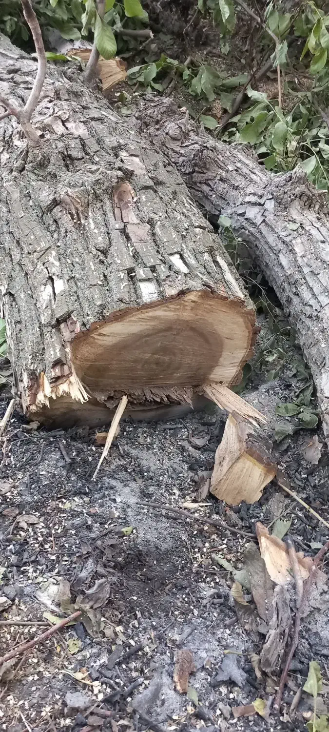 چوپ|خدمات باغبانی و درختکاری|شیروان (لرستان), |دیوار