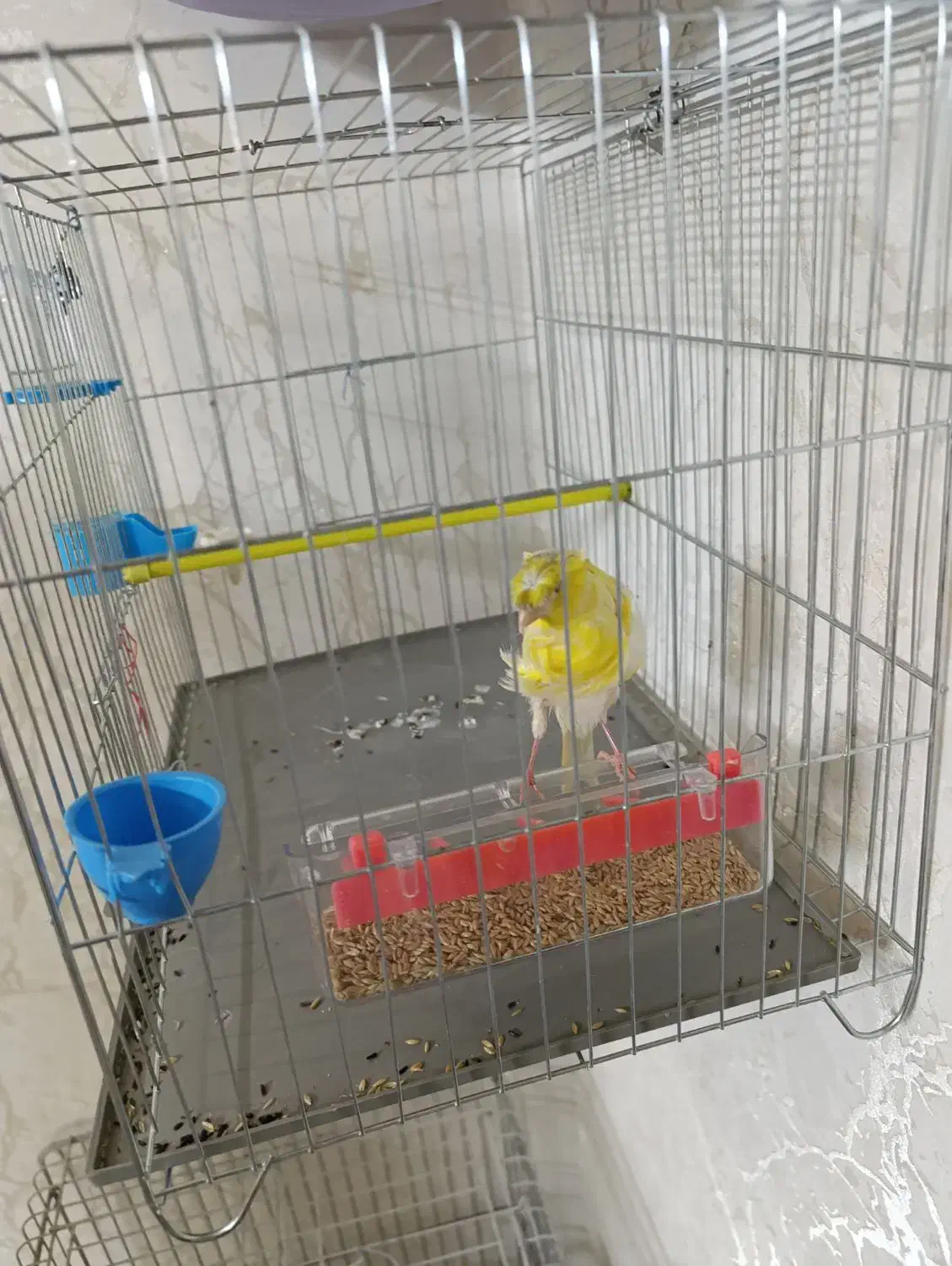 قناری نر یه سرفری ویژه یه سرجیبر|پرنده|ری, فیروزآبادی|دیوار