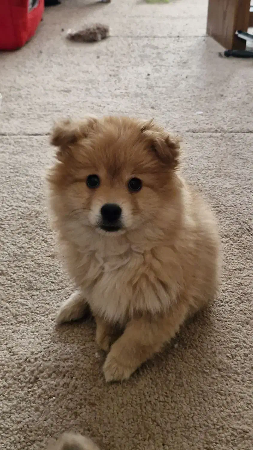 سگ توله پامر (آپارتمانی و اجتماعی)|سگ|تهران, سید خندان (جلفا)|دیوار