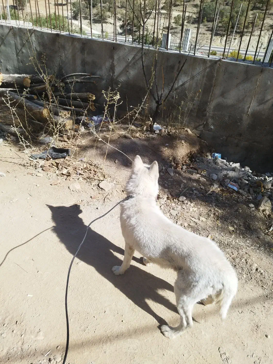 سگ هاسکی|سگ|یاسوج, |دیوار