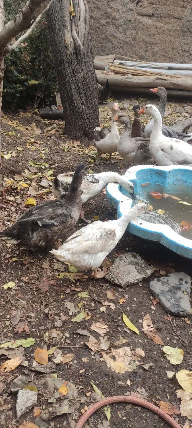 غازو اردک وخروس|حیوانات مزرعه|تهران, حکیمیه|دیوار