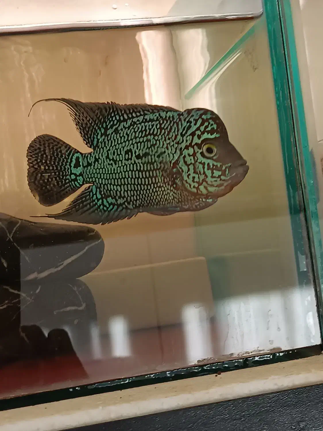 2تا ماهی فلاور کامفا|ماهی|ری, شهادت|دیوار