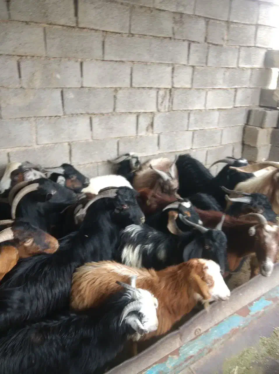 کهره نر|حیوانات مزرعه|بهبهان, |دیوار