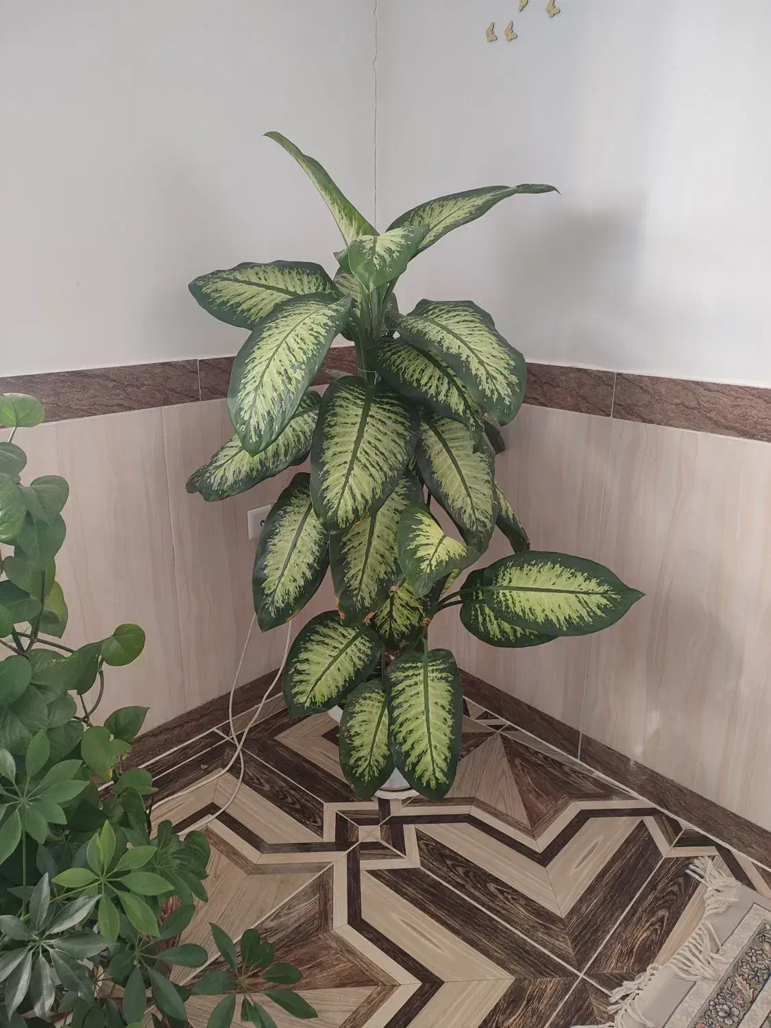 یک سری گل طبیعی به فروش میرسد|گل و گیاه طبیعی|بانه, |دیوار