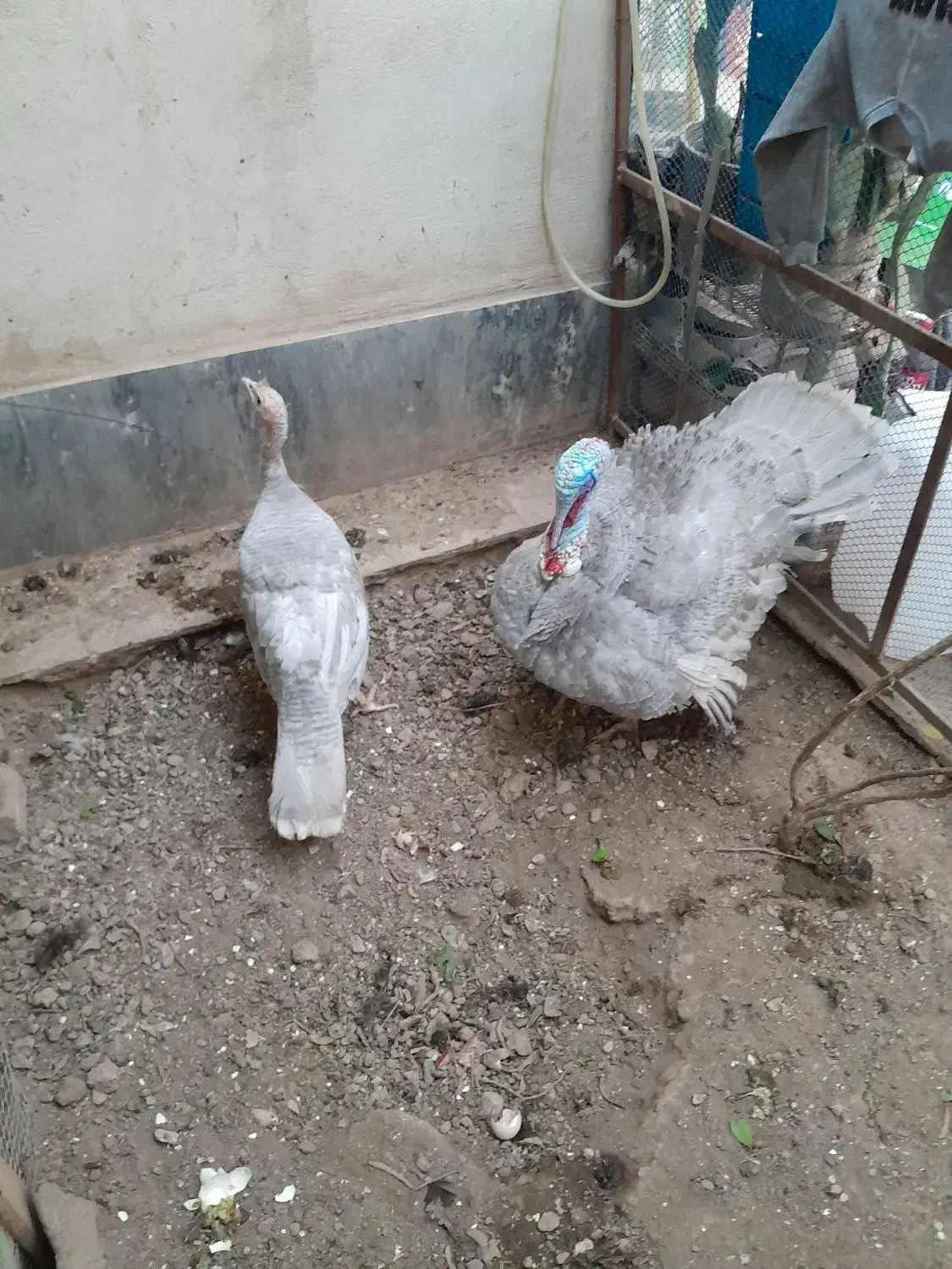 بوقلمون اسلیت|حیوانات مزرعه|رباط‌کریم, رباط‌کریم|دیوار