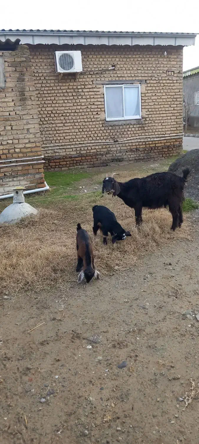 بز دوقلو|حیوانات مزرعه|سیمین شهر, |دیوار