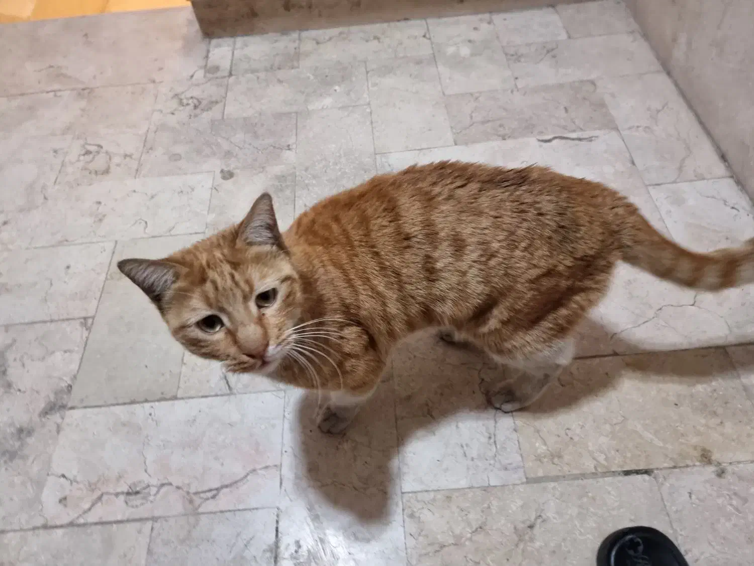 گربه عسلی بانمک پیدا شده|گربه|تهران, قیطریه|دیوار