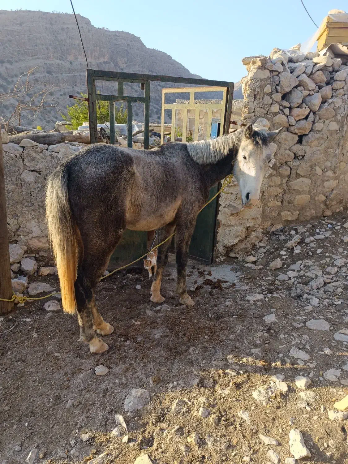 اسب کهر|اسب و تجهیزات اسب‌سواری|کوه چنار, |دیوار