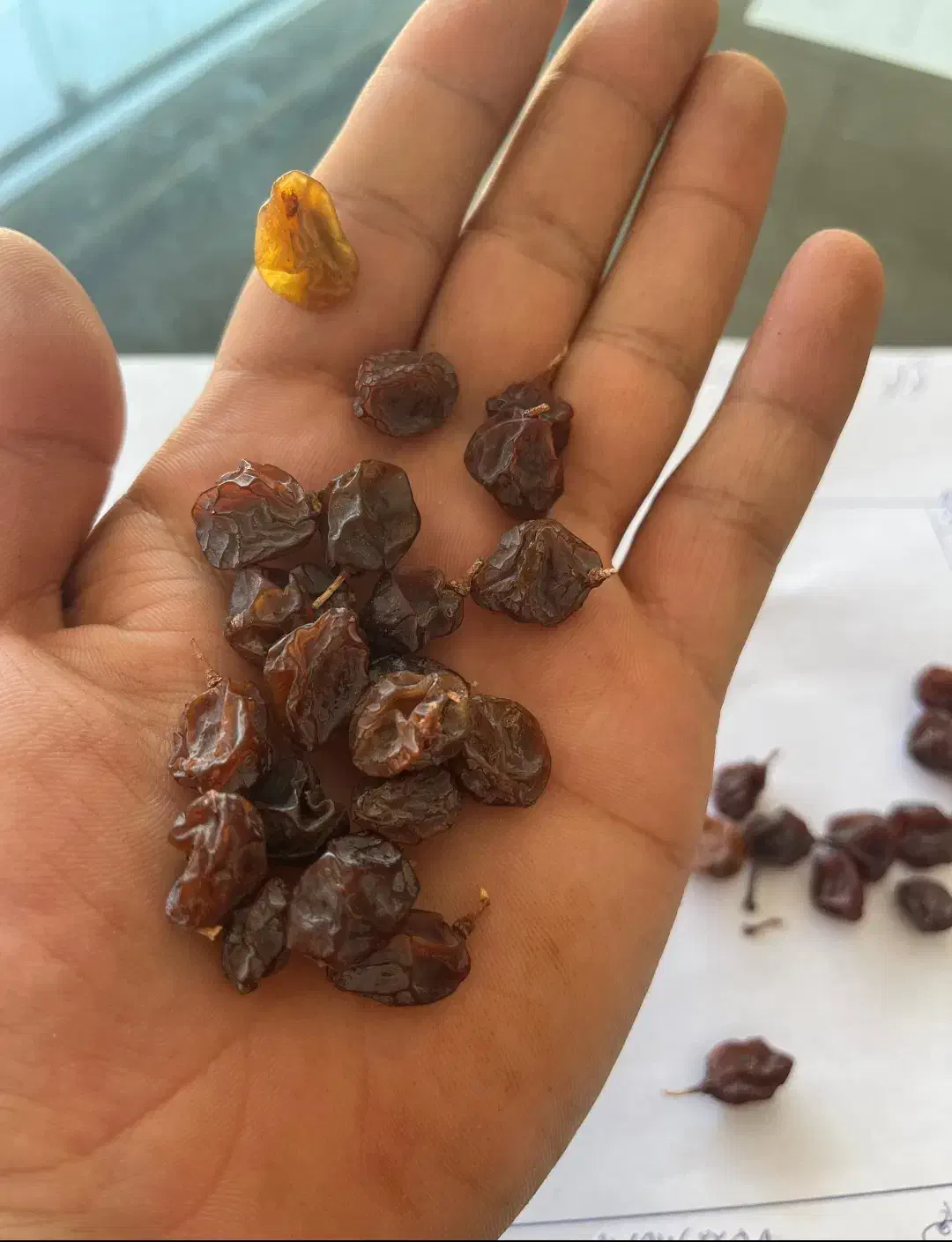 مویز شیرازی|خوردنی و آشامیدنی|شیراز, گویم|دیوار