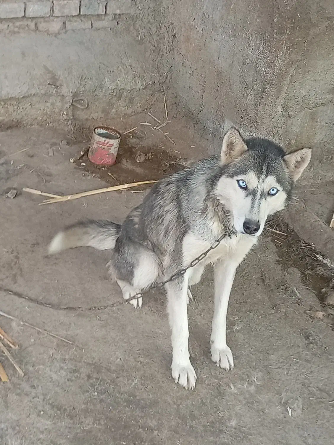 سگ هاسکی|سگ|گنبد کاووس, |دیوار