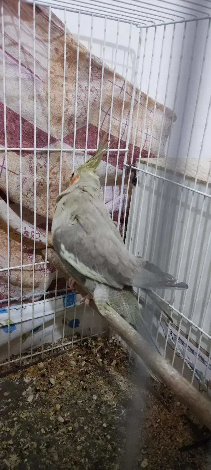 عروس هلندی|پرنده|بیرجند, |دیوار