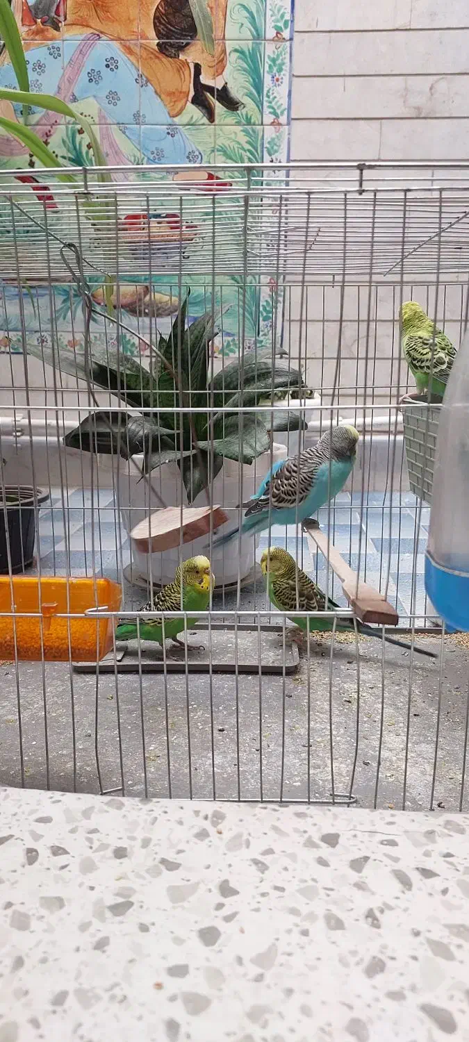 ۴عددمرغ عشق با قفس|پرنده|کرمان, |دیوار