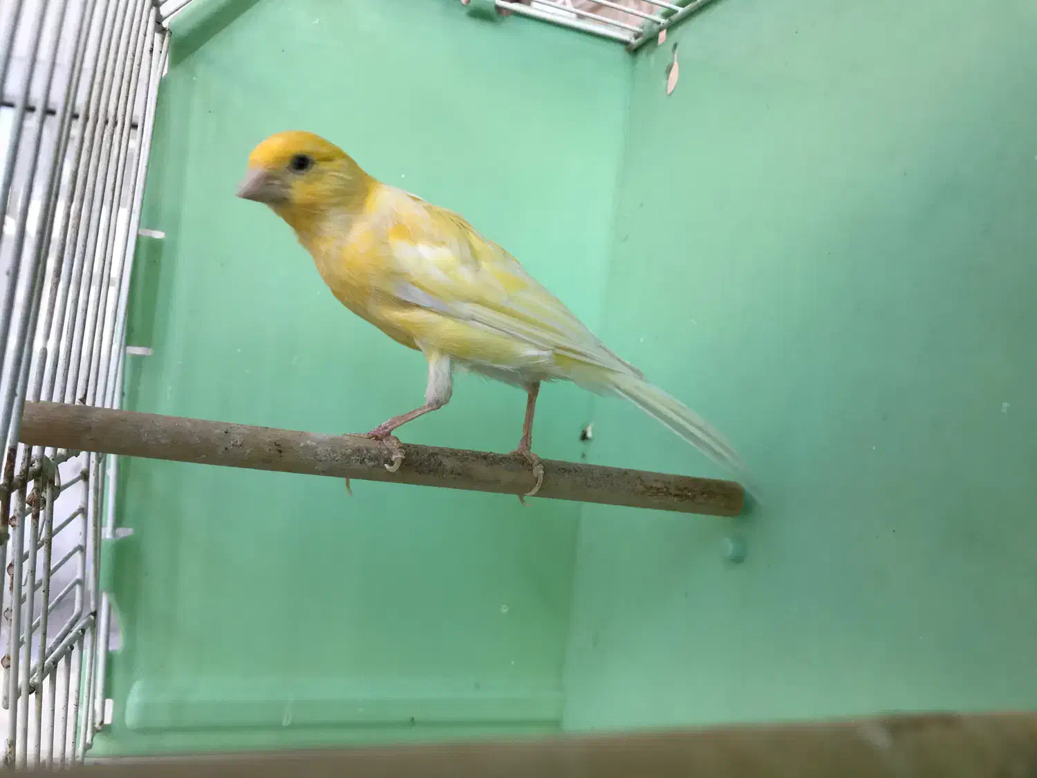 قناری (توضیحات)|پرنده|اردبیل, |دیوار