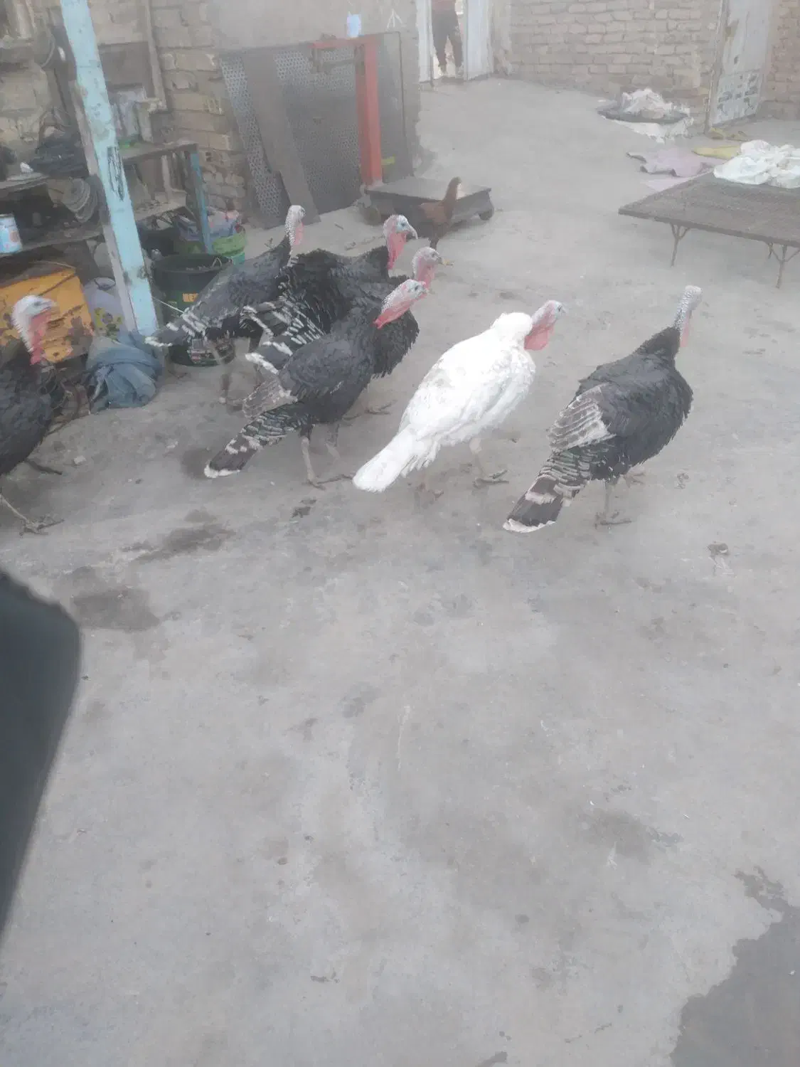 بوقلمون|پرنده|شیروان (لرستان), |دیوار