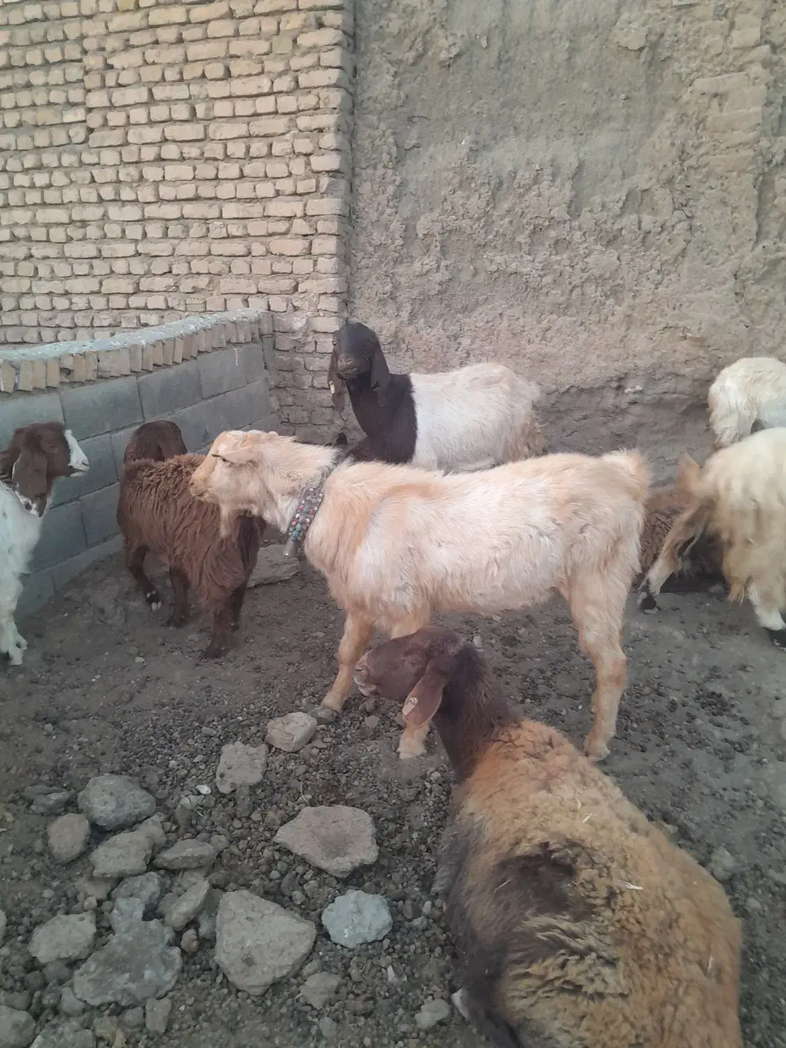 نربز سانن|حیوانات مزرعه|فریمان, |دیوار