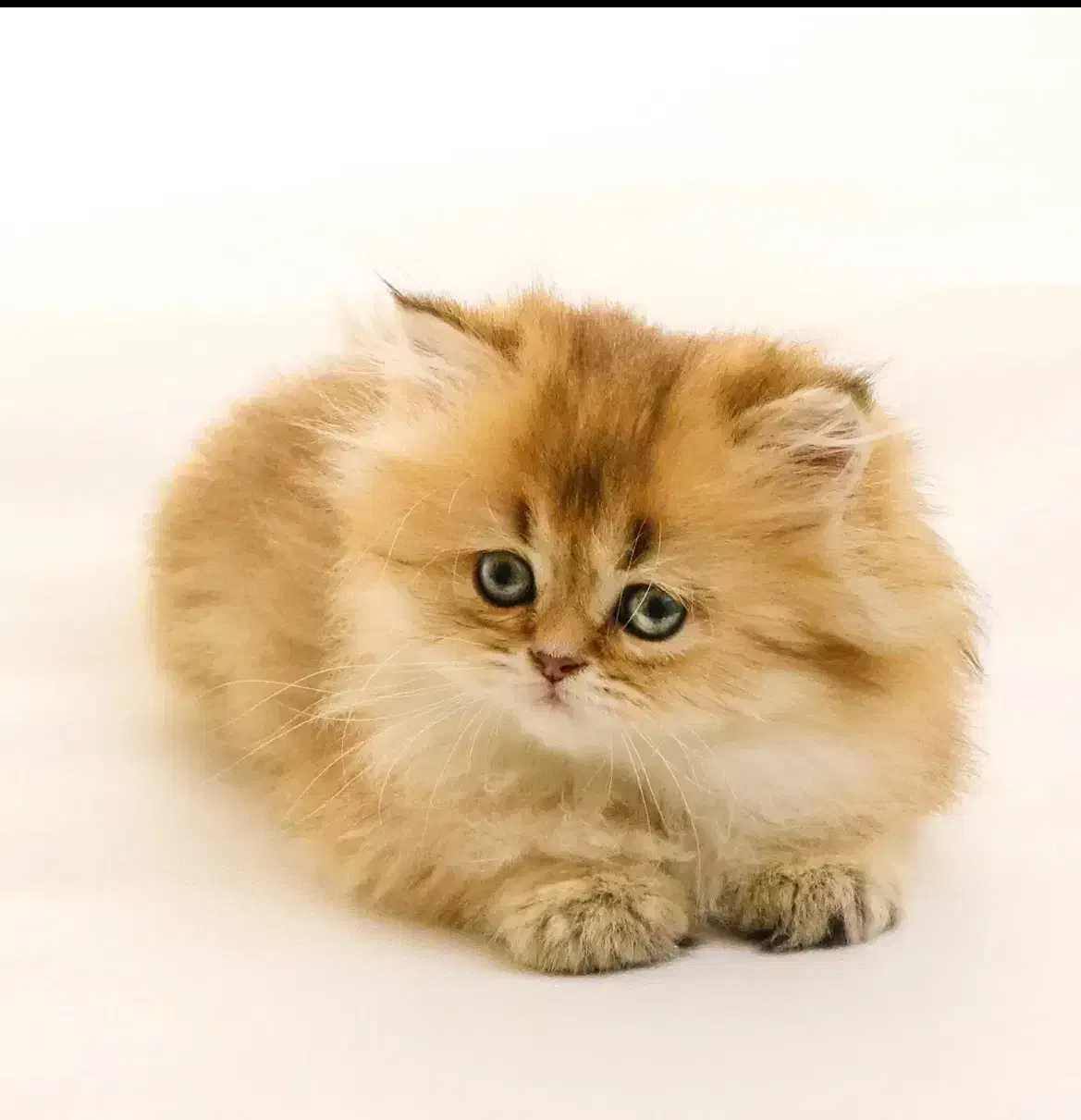 0912*44*33*601|سیم‌کارت|تهران, مهرآباد|دیوار