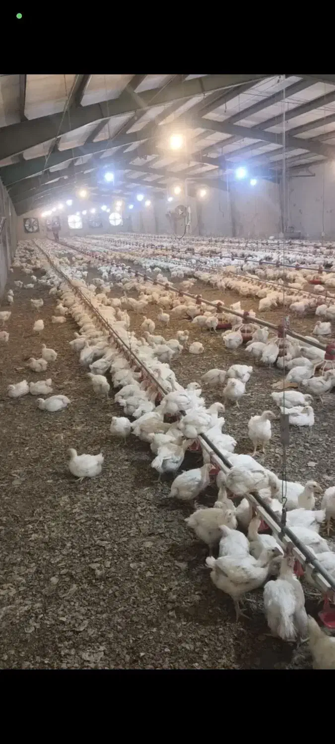 کارگر برای مرغداری|استخدام صنعتی، فنی، مهندسی|بروجرد, |دیوار