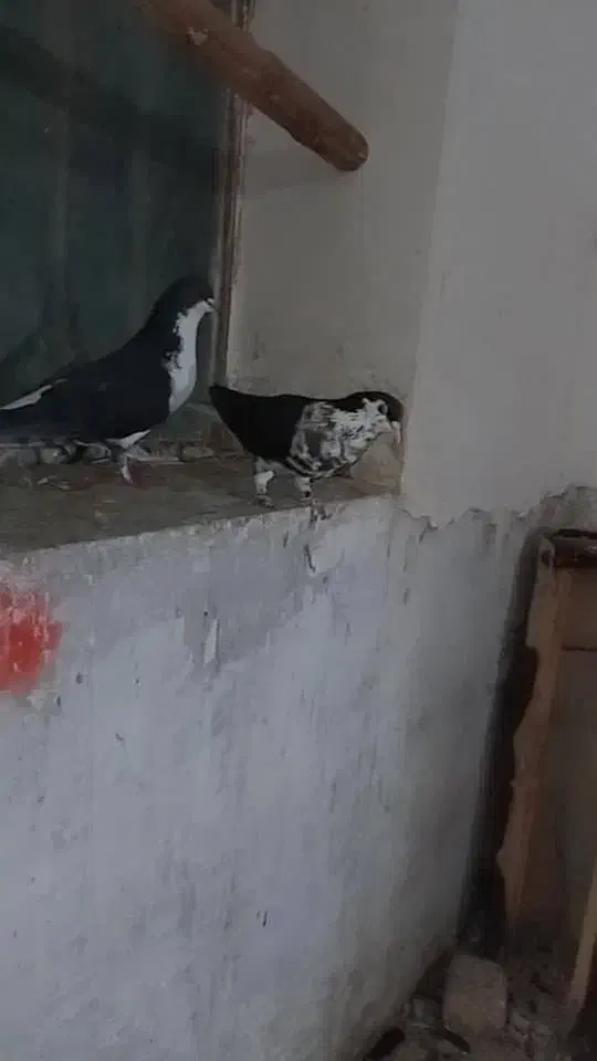 کفتر پشت سرور زرد وخوشرنگ سیاه  ماده|پرنده|شیراز, دودمان|دیوار