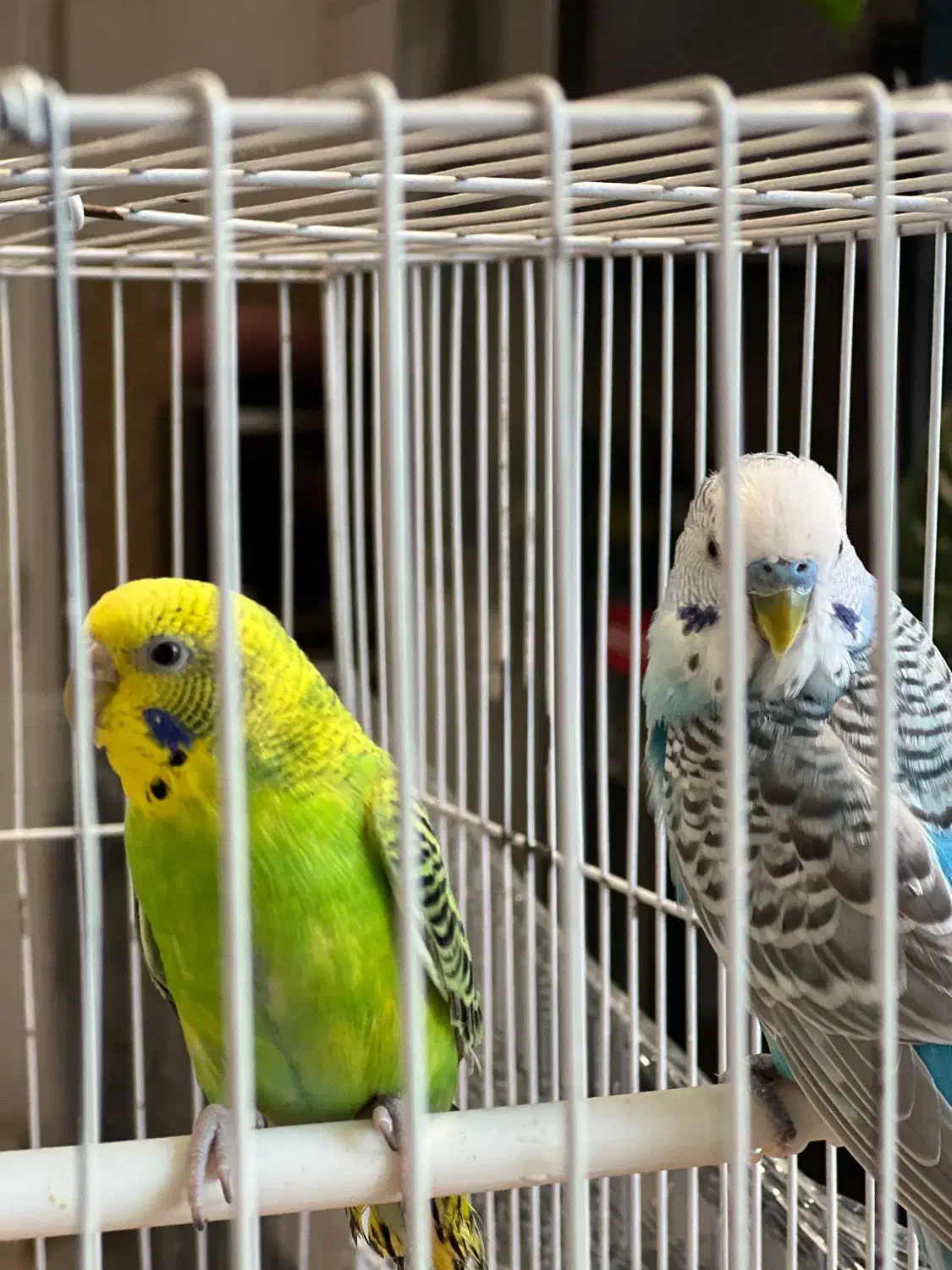 مرغ عشق سالم و جوان|پرنده|مشهد, شفا|دیوار