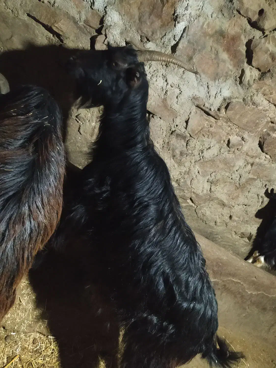 بز فروشی|حیوانات مزرعه|دهدشت, |دیوار