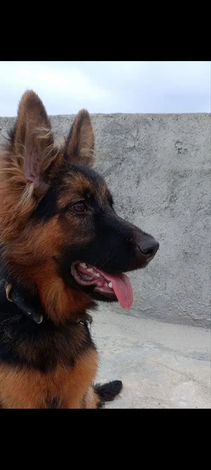 ژرمن شپهرد|سگ|سرخنکلاته, |دیوار