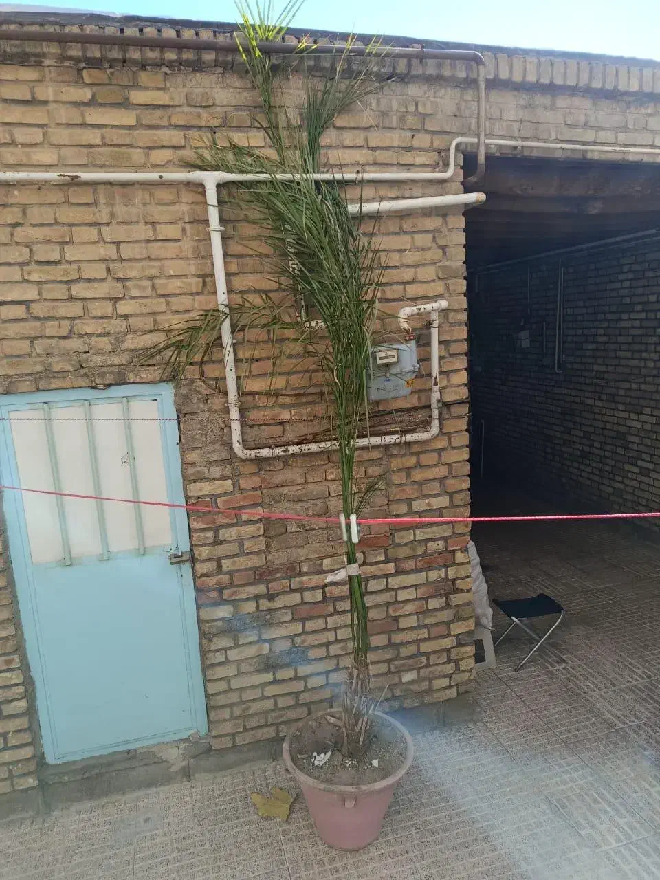 درخت نخل|گل و گیاه طبیعی|مرند, |دیوار