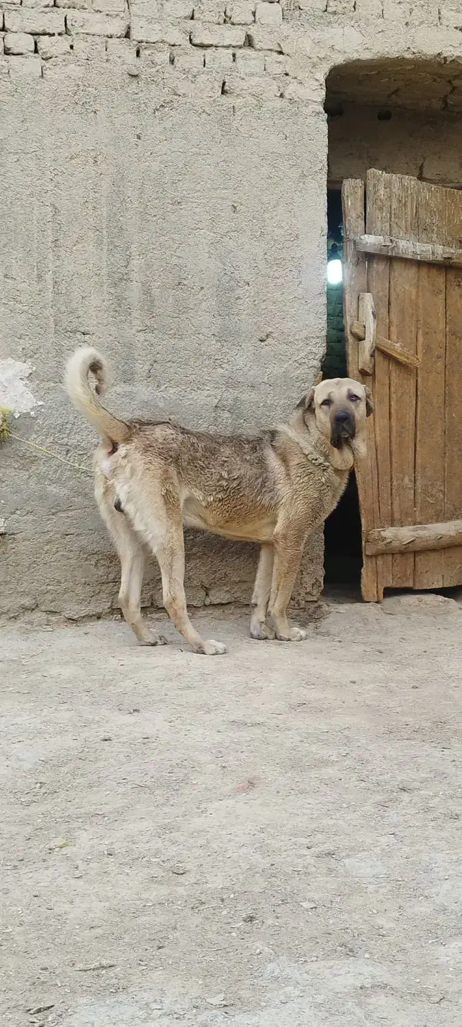 سگ پژدر و سرابی|سگ|گلپایگان, |دیوار