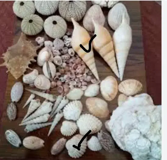 صدف دریایی|ماهی|امیدیه, |دیوار