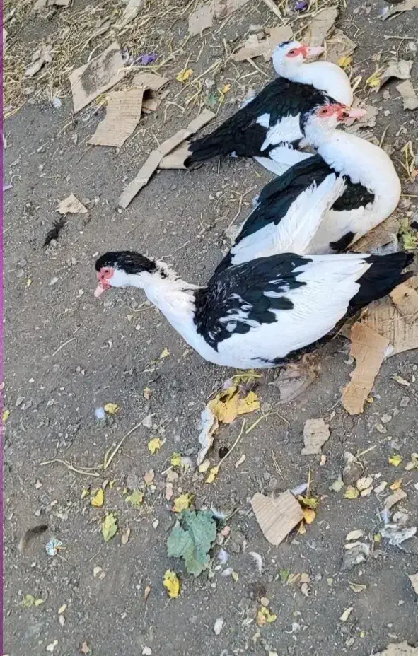 اردک مسکویی|حیوانات مزرعه|جغتای, |دیوار