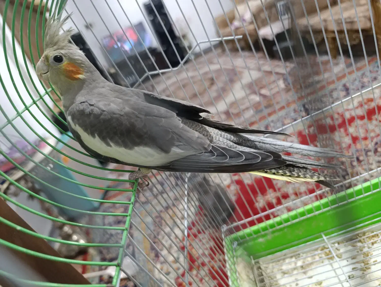 عروس هلندی|پرنده|مشگین شهر, |دیوار