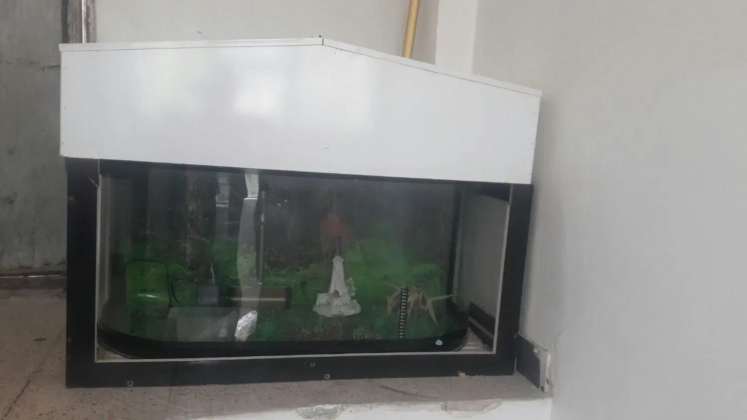 آکواریم|ماهی|کرمانشاه, |دیوار