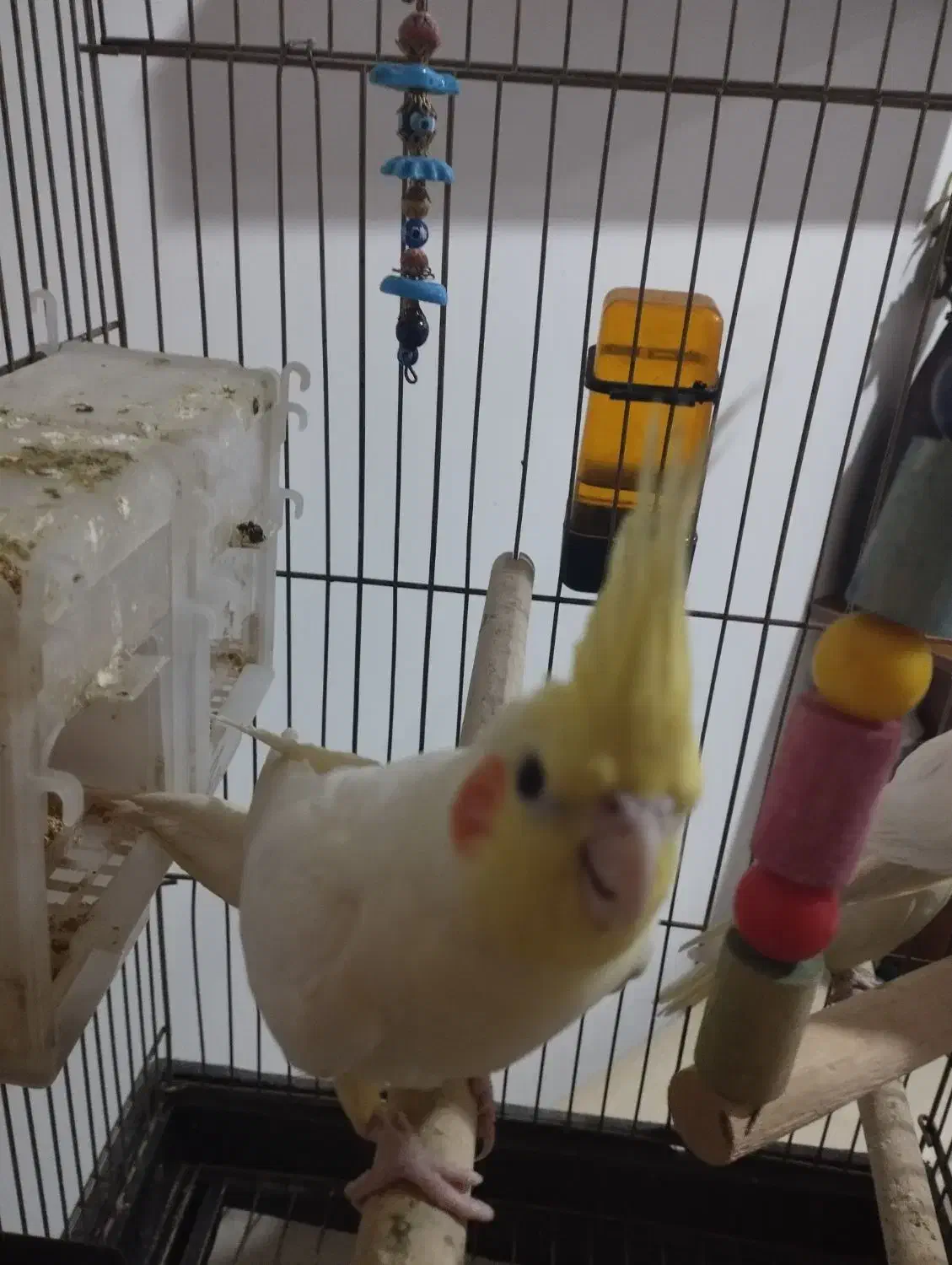 عروس هلندی|پرنده|تربت جام, مسکن مهر|دیوار