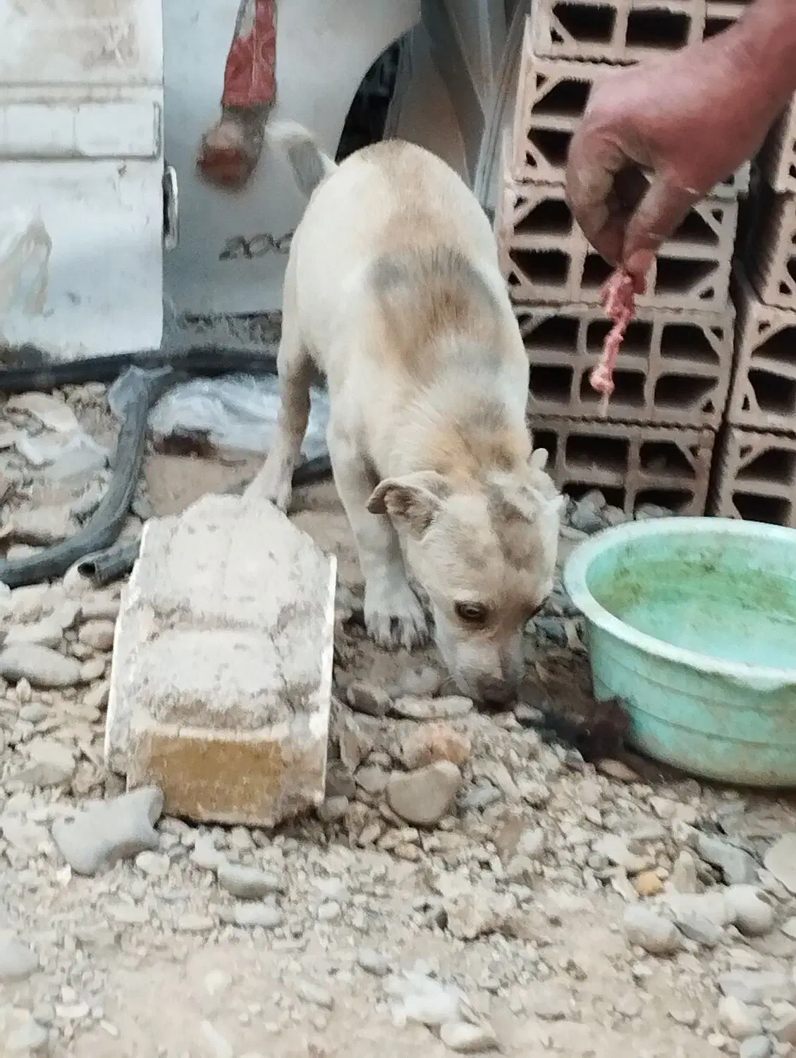 سگ پا کوتاه نژاد دار|سگ|ورامین, ورامین|دیوار