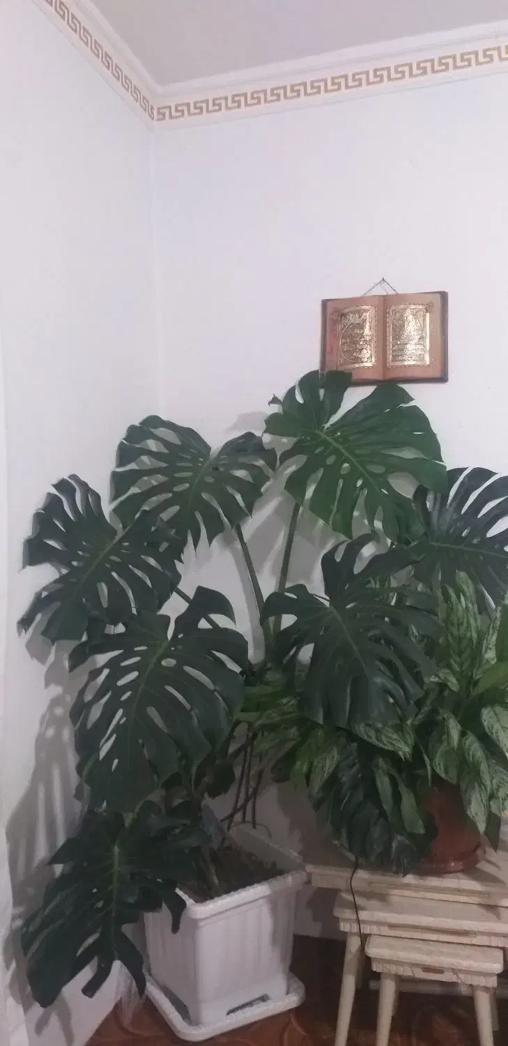 گل انجیری|گل و گیاه طبیعی|سیلوانه, |دیوار