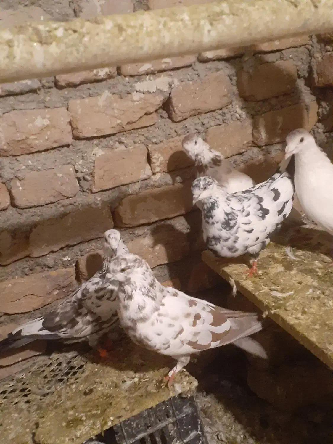 پرشی|پرنده|سلماس, |دیوار