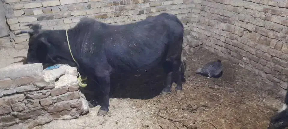 گاوگوشتی وگوساله شیری|حیوانات مزرعه|ضیاء آباد, |دیوار