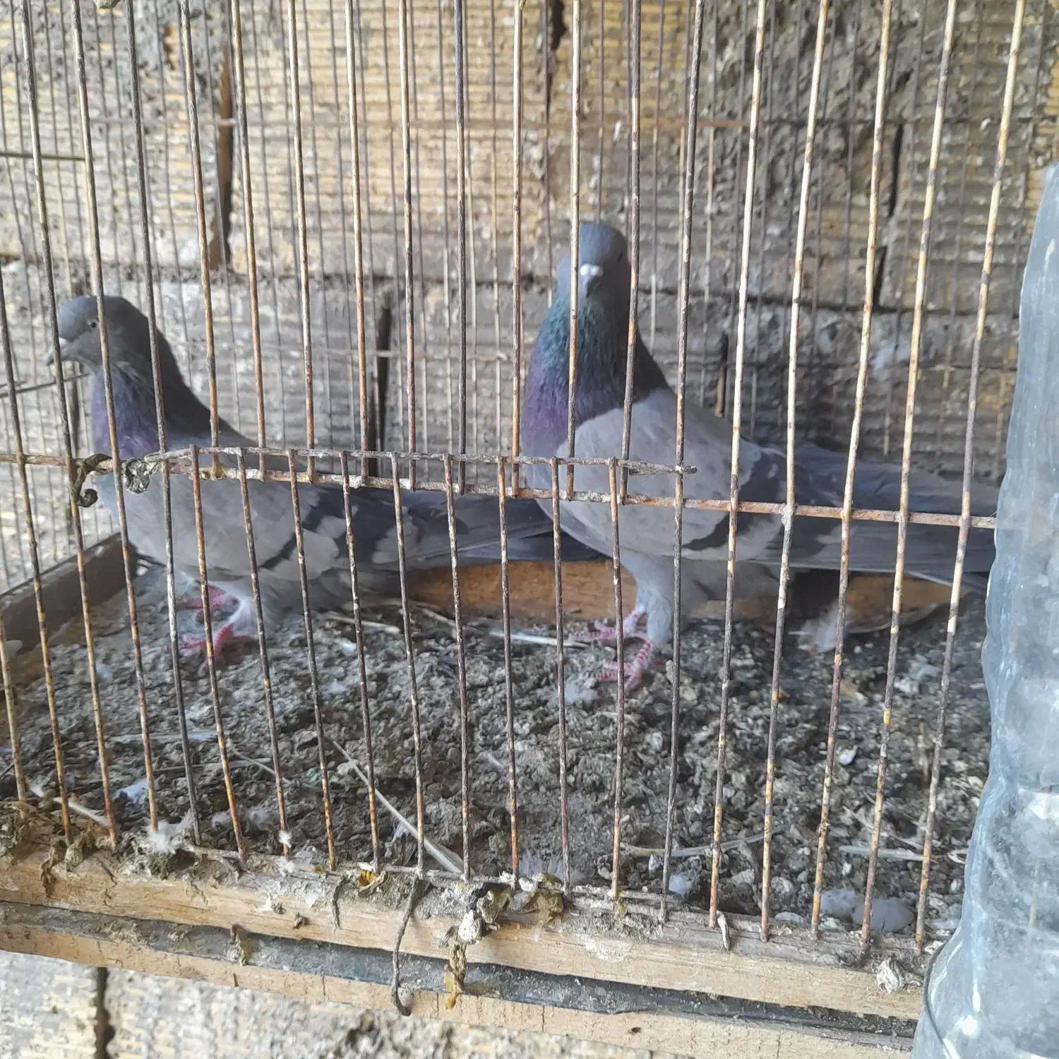 کفتر پرشی|پرنده|زرندیه, |دیوار