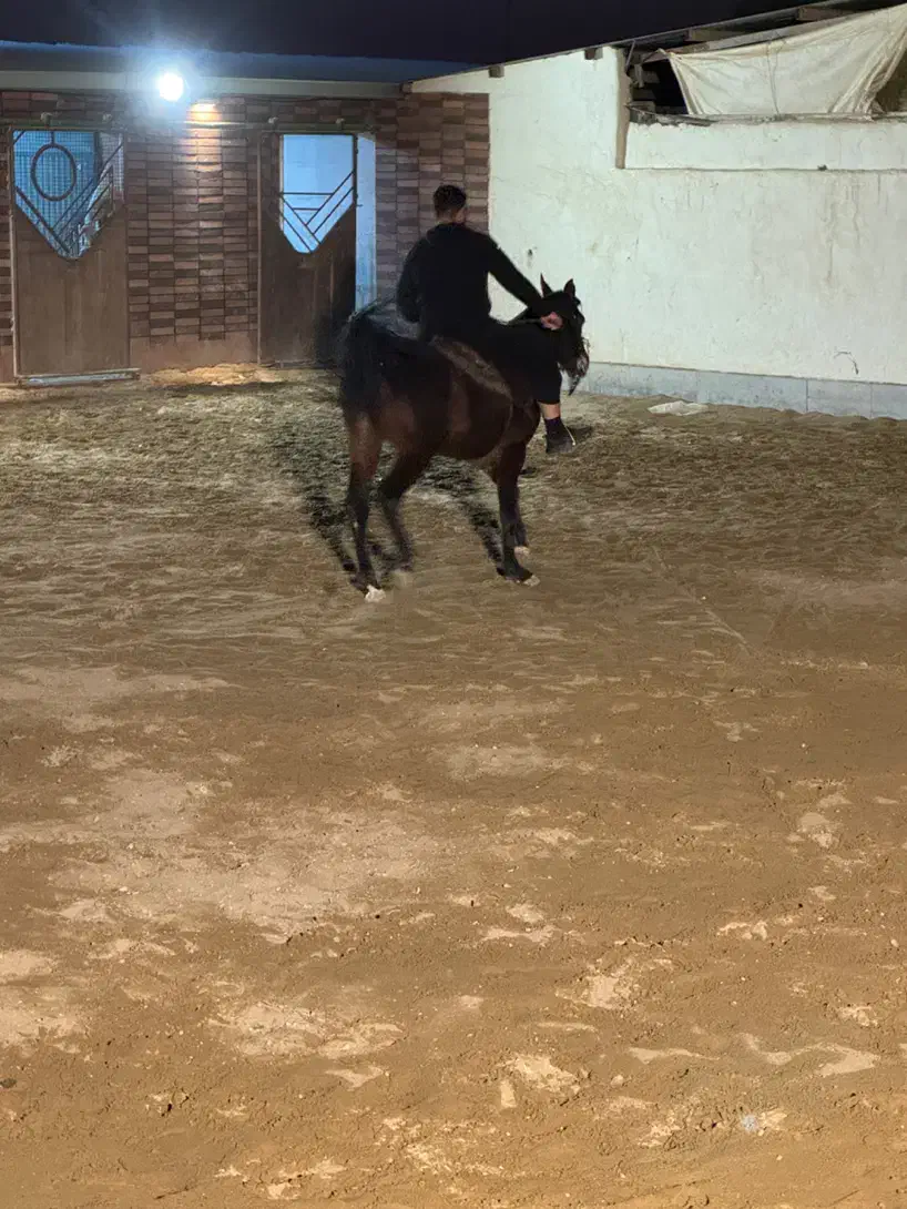 اسب دره شور|اسب و تجهیزات اسبسواری|اصفهان, کشاورزی|دیوار