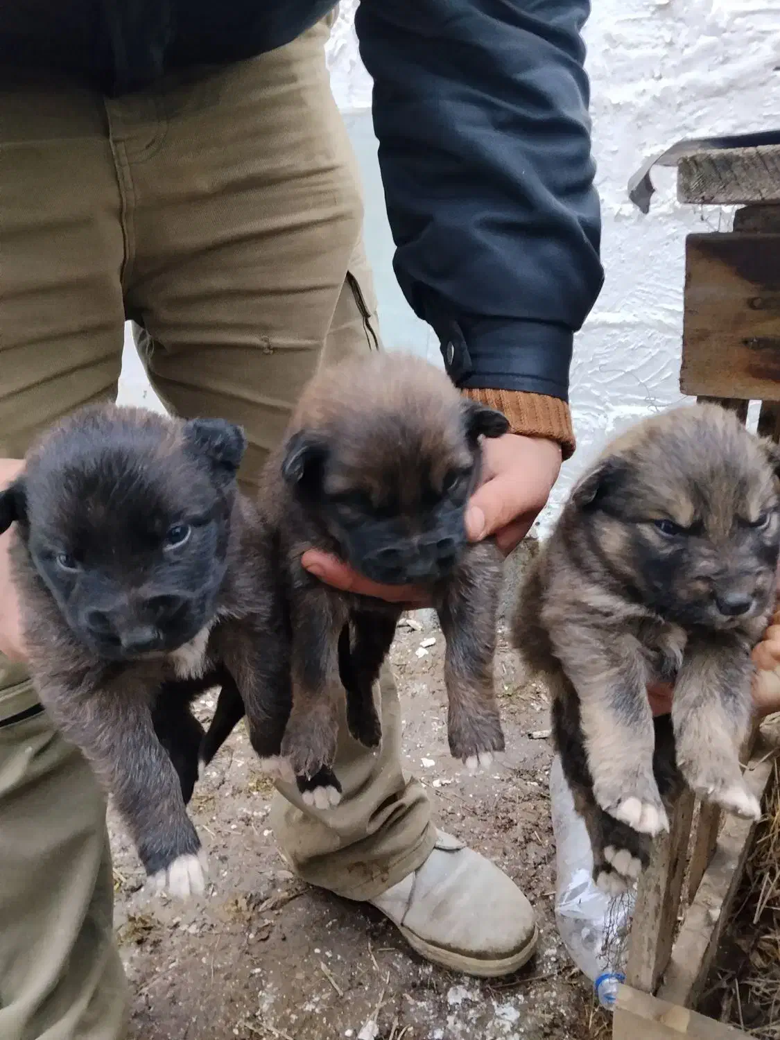 ژرمن شپرد|سگ|رشت, حومه رشت|دیوار