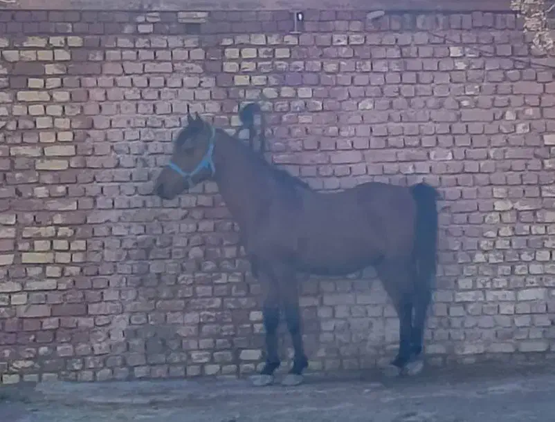 اسب|اسب و تجهیزات اسبسواری|اصفهان, براآن شمالی|دیوار