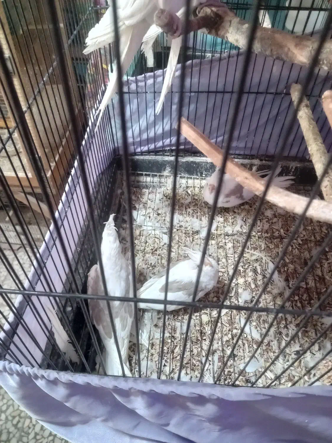 سلام به دوستان عزیز ۳عدد جوجه عروس یکتی|پرنده|هشتگرد, تهران دشت|دیوار