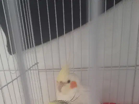 یک عروس هلندی گم شده نر|حیوانات|زنجان, |دیوار