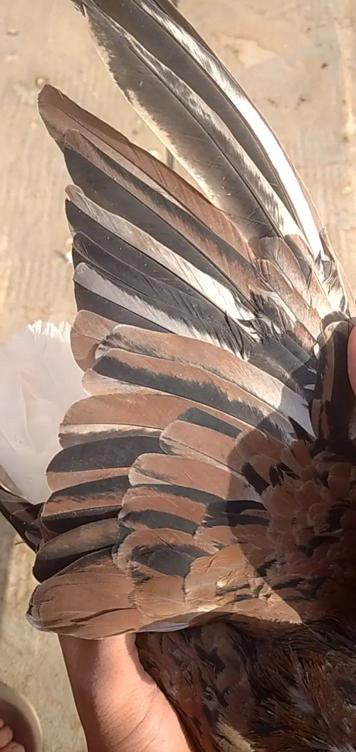 کفتر|پرنده|نیشابور, شهرک اندیشه|دیوار