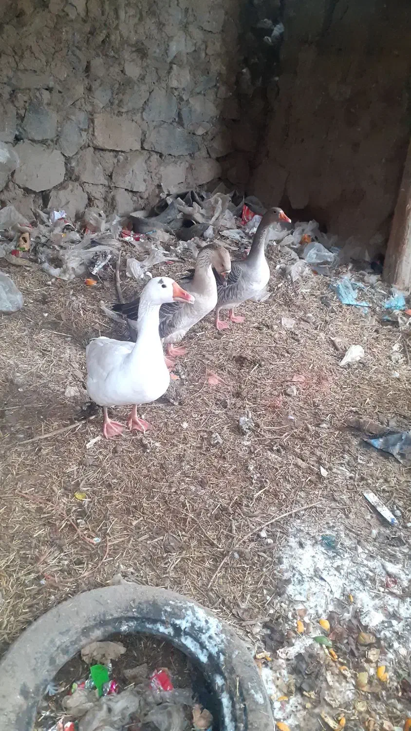 سه عددقاز|حیوانات مزرعه|اردبیل, |دیوار